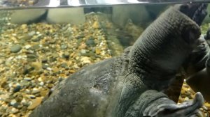 Дальневосточная черепаха (китайский трионикс) 中華鱉 - Chinese softshell turtle