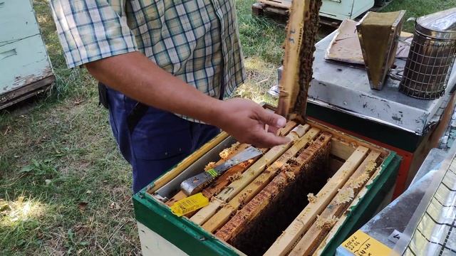 Как готовим пчелосемьи к зиме на дадановской рамке... смотреть онлайн