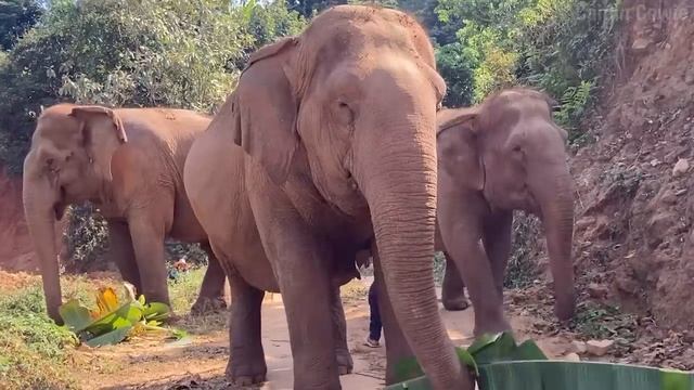 True Facts: Elephants смотреть онлайн