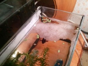 Нерест петушков дамбо. Продолжение. Spawning betta splendens Half moon Dambo