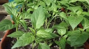 ЧЕМ ОБРАБОТАТЬ ГРУНТ В ЛОТКЕ, ЕСЛИ ГРИБОК УЖЕ ЗАРАЗИЛ ВСЮ ЗЕМЛЮ И ВЗЯЛСЯ ЗА РАСТЕНИЯ  Видеоурок Оль