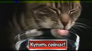 Whiskas   самый полезный корм для кошек