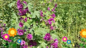 Мальва мавританская. Краткий обзор, описание характеристик, где купить саженцы malva mauritiana