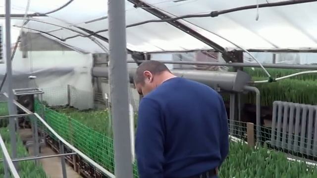 Выгонка тюльпанов. Теплицы наших клиентов (г. Балаково) #14 смотреть онлайн