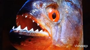 Нападают ли пираньи на людей?