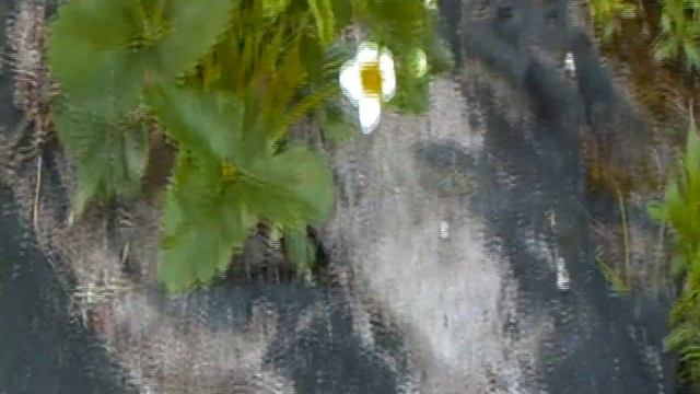 Клубника Королева Елизавета 2 — плюсы и минусы легендарного сорта смотреть онлайн