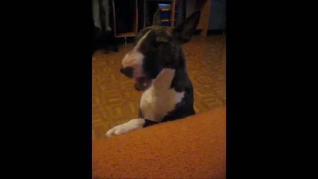 Бультерьер BRITISH LION Wespe die Liebe смотреть онлайн