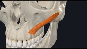Малая скуловая мышца (m. zygomaticus minor) 3D Анатомия