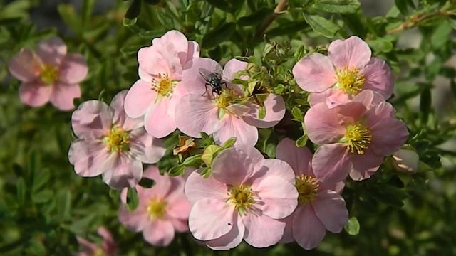 Potentilla fruticosa Pink Beauty смотреть онлайн