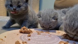 Котята учатся кушать первый раз самостоятельно. Kittens learn to eat by themselves.