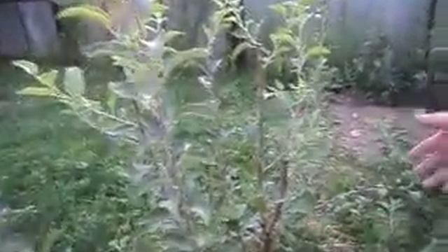 горизонтальная посадка саженца яблони