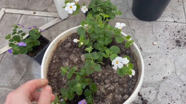 Сажаем Бакопу, маленькие секреты обрезки для роста пышной шапки. смотреть онлайн