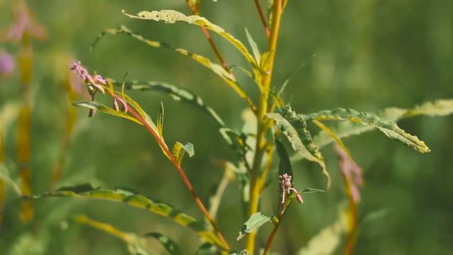 ИВАН ЧАЙ (КИПРЕЙ) - ПОЛЬЗА! смотреть онлайн