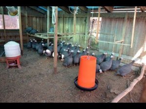 Мясные цесарки в хозяйстве Валентина Сохорева