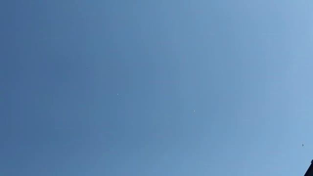 Мраморные Бакинские голуби обзор очередной тренировки! Training my pigeons.