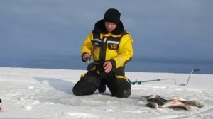 Окуни Куршского залива