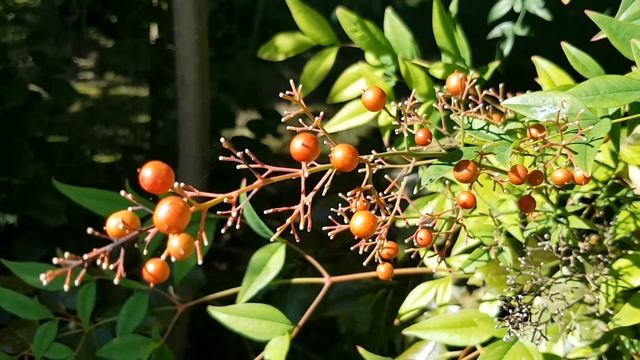 Плоды нандины | Жизнь в Адлере смотреть онлайн