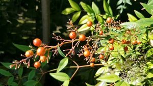 Плоды нандины | Жизнь в Адлере