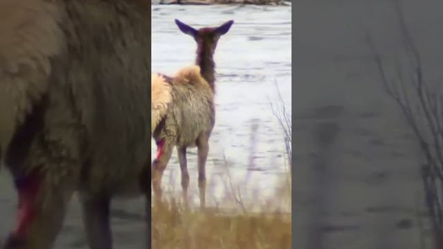 Wolf vs Elk , Yellowstone National Park credit : Yellowstone National Park Service