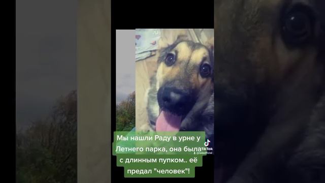 История Радочки вся история в описании  в шапке профиля