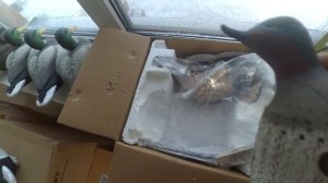 Утинные чучела чирков Mojo Outdoors Green WingBlue Wing Teal Combo Pack