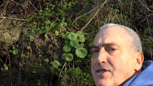 Ombligo de Venus - Umbilicus rupestris смотреть онлайн