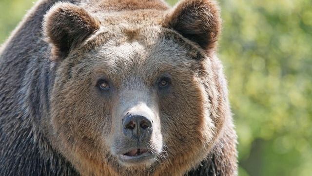 К чему снится медведь - Толкование в известных Сонниках