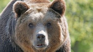 К чему снится медведь - Толкование в известных Сонниках