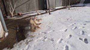 #сама себе хозяйка /моя птица сошла с ума /опять капуста /трухлявый пень #селяночка #жизньвдеревне