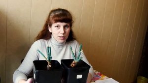 Людмила Баранова. Формирование саженца розы после посадки в кашпо