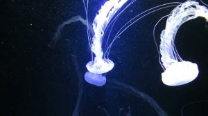 Проект Дмитрия Воеводина Синергия. Целительский сеанс музыкотерапии "Восхождение".