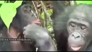 Смишные абезяны