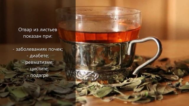 Все о траве Брусника от Здравницы Полынь
