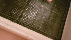 Выведение голубей зимой в инкубаторе.Breeding pigeons in winter in an incubator