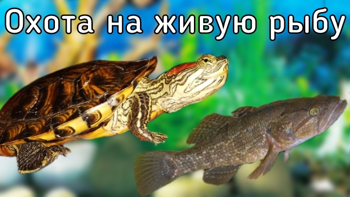 Охота красноухой черепахи на живую рыбу! Черепаха охотится! / Анатолий Савельев / ЧЕРИ TV