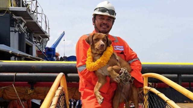 В Тайланде в 127 км от берега в открытом море спасли собаку смотреть онлайн