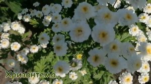 Хризантема 2020? Садовая многолетняя? Разнообразие видов? Легенда о хризантеме?Цветение хризантемы?