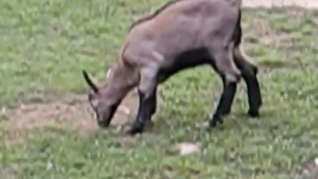 Альпийская козочка (Оберхазли) Августа смотреть онлайн