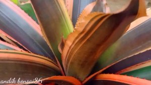 bromeliad ornamental plant