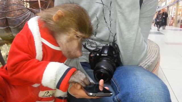 Обезьянка Даша играет с телефоном смотреть онлайн