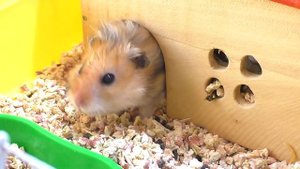 ЧТО случилось ВЕЧЕРОМ? / Кто СБЕЖАЛ? / МОЖНО постричь ХОМКИ? / Alisa Easy Pets