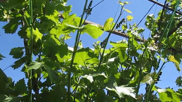 Виноград сорт августин (Плевен) набирает цвет. смотреть онлайн