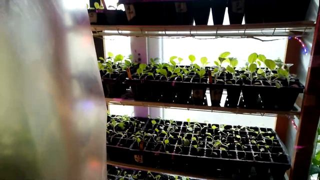 Мини-теплица для квартиры Mini greenhouse for the flat Mini solar pentru apartament