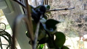 КОМНАТНЫЕ ЦВЕТЫ // ХОЙЯ ЛИЗА, ХОЙЯ КОМПАКТА и ЦЕРОПЕГИЯ