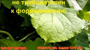 25.07.2020 Огурец ?"Бинго-F1" от агрофирмы Партнер:  я в шоке.  Море огурцов. Честный отзыв.