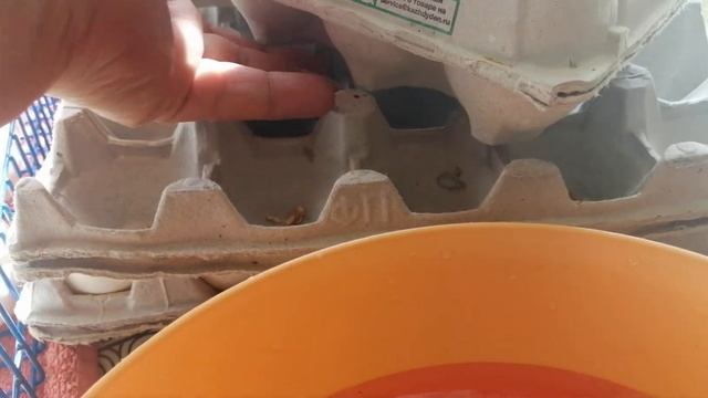 Новая порода кур))) Инкубационное яйцо Бресс-гальской породы кур. смотреть онлайн