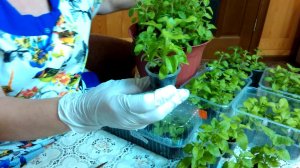 Черенкование петуний, как метод размножения