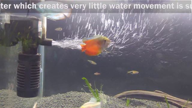 Neon Blue Dwarf Gourami Care Tips смотреть онлайн