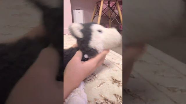 Новогодние шутки пёсик Соня и кошечка Лизи 30-декабря ￼ смотреть онлайн