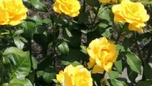 Самая жёлтая роза Керио.